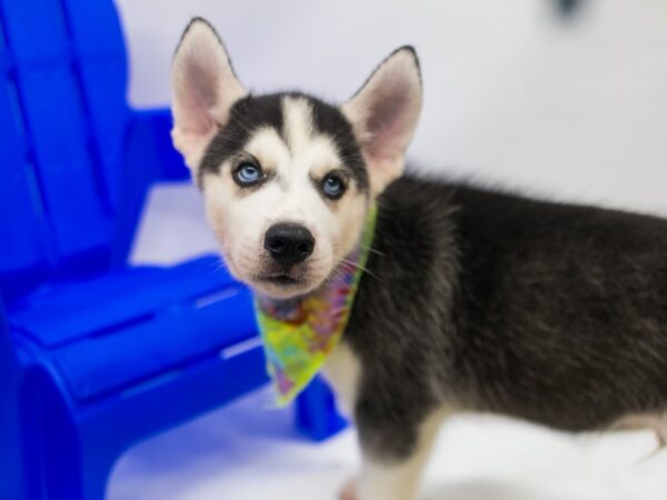 Siberian Husky-DOG-Male-Black & White-15419-Petland Wichita, Kansas