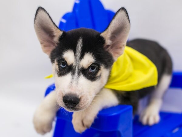 Siberian Husky DOG Male Black & White 15418 Petland Wichita, Kansas