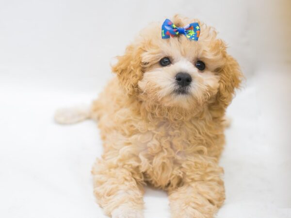 Toy Poodle DOG Female Apricot 15426 Petland Wichita, Kansas