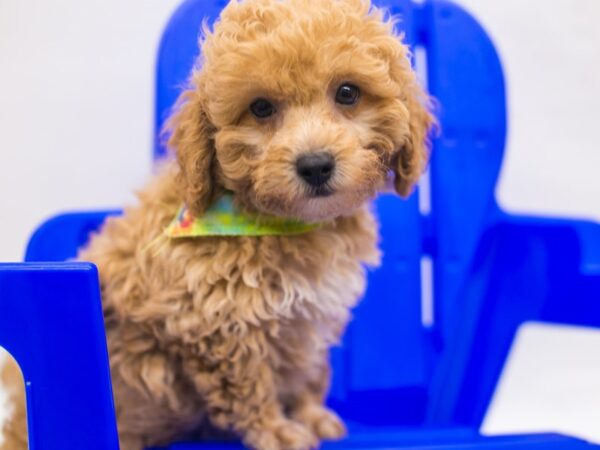 Toy Poodle DOG Male Red & White 15425 Petland Wichita, Kansas