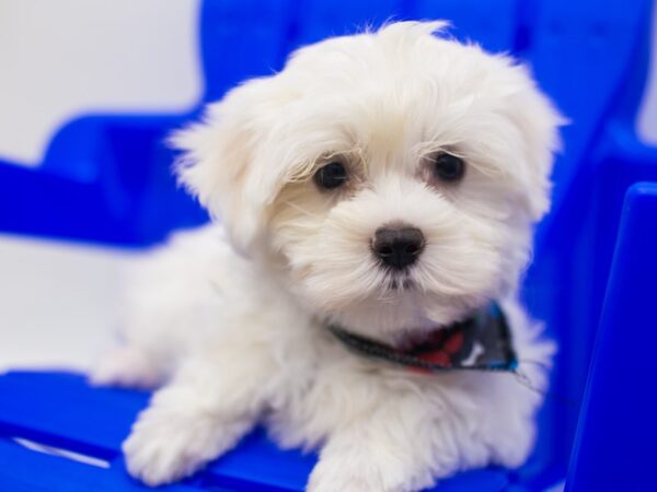 Maltese DOG Male White 15433 Petland Wichita, Kansas