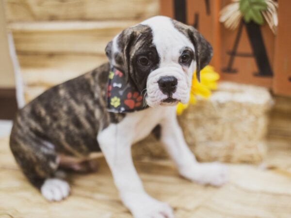 American Bulldog DOG Male Brindle & White Pibald 15463 Petland Wichita, Kansas