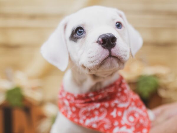 American Bulldog DOG Male Blue & White Pibald 15462 Petland Wichita, Kansas