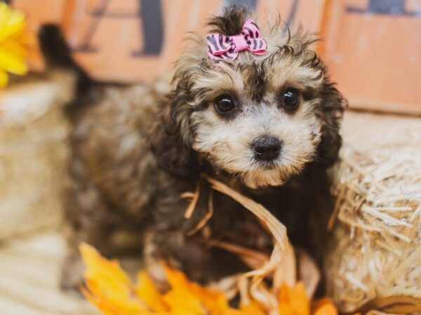 Cavapoo 2nd Gen-DOG-Female-Sable-15461-Petland Wichita, Kansas