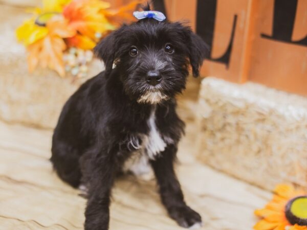 Miniature Schnauzer DOG Female Black & White 15460 Petland Wichita, Kansas