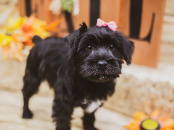 Miniature Schnauzer-DOG-Female-Black & White-15459-Petland Wichita, Kansas