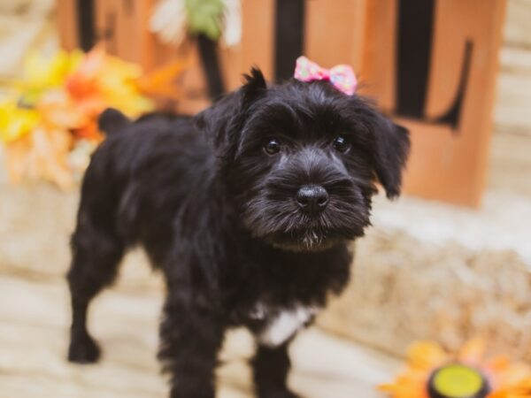 Miniature Schnauzer DOG Female Black & White 15459 Petland Wichita, Kansas