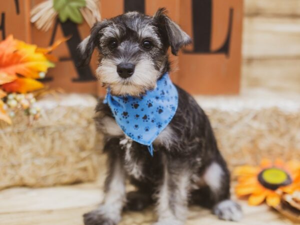 Miniature Schnauzer DOG Male Salt & Pepper 15458 Petland Wichita, Kansas