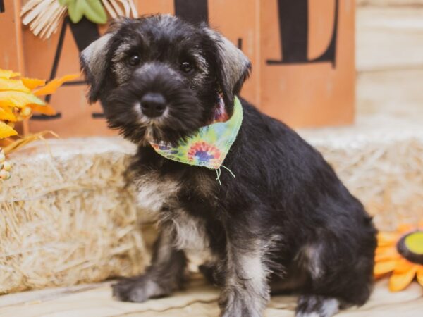 Miniature Schnauzer-DOG-Male-Salt & Pepper-15457-Petland Wichita, Kansas