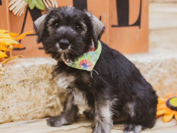 Miniature Schnauzer DOG Male Salt & Pepper 15457 Petland Wichita, Kansas