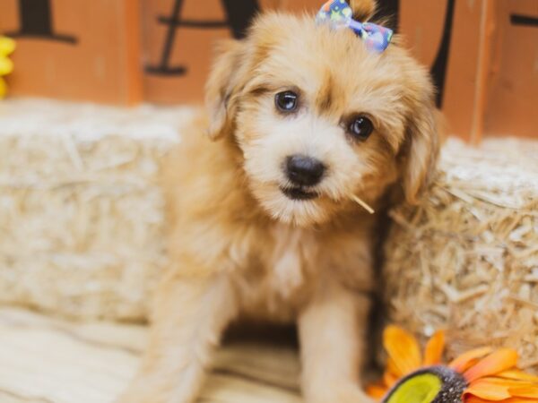 Toy Aussiedoodle DOG Female Phantom Red 15456 Petland Wichita, Kansas