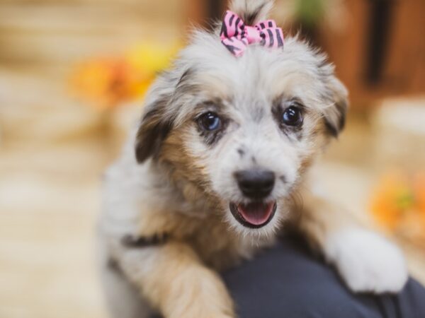 Toy Aussiedoodle DOG Female Blue Merle 15455 Petland Wichita, Kansas