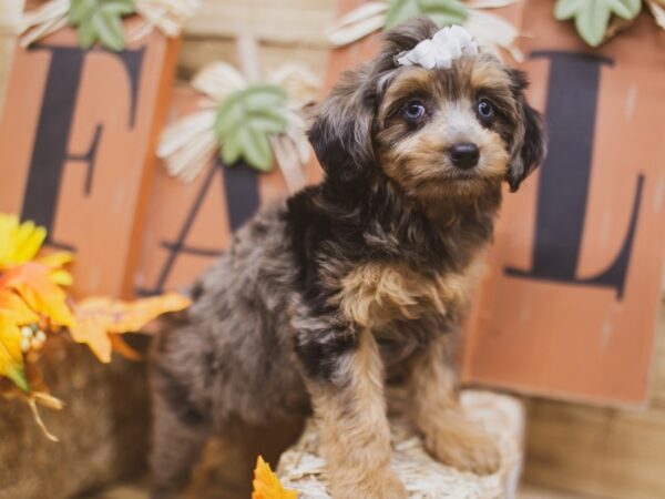 Toy Aussiedoodle-DOG-Female-Blue Merle-15454-Petland Wichita, Kansas