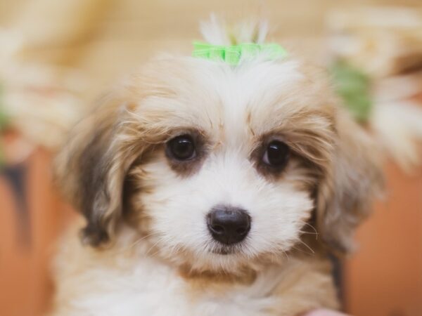 Toy Aussiedoodle DOG Female Red & White 15453 Petland Wichita, Kansas