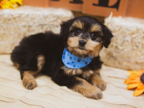 Toy Aussiedoodle DOG Male Black & Tan 15452 Petland Wichita, Kansas