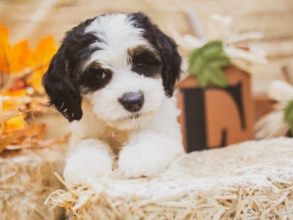 2nd Gen. Cockapoo DOG Female Tri Color 15451 Petland Wichita, Kansas