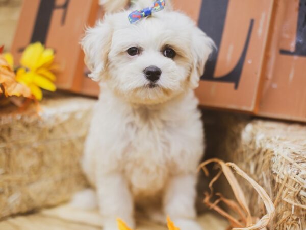 2nd Gen. Cockapoo DOG Female White & Lemon 15449 Petland Wichita, Kansas