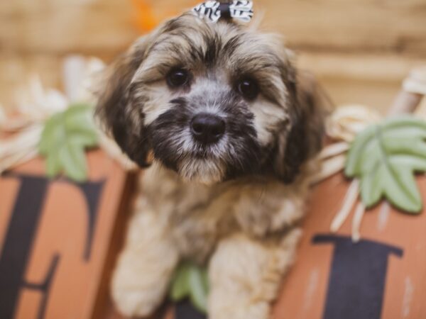 2nd Gen. Cockapoo DOG Female Sable 15448 Petland Wichita, Kansas