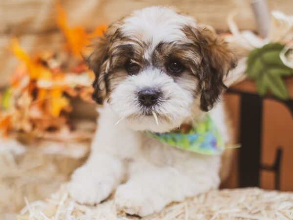 2nd Gen. Cockapoo DOG Male Gold & White 15447 Petland Wichita, Kansas