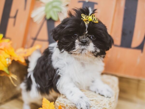 Shih Tzu DOG Female White & Black 15446 Petland Wichita, Kansas