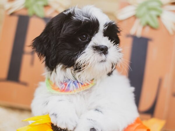 Shih Tzu DOG Male Gold & White 15445 Petland Wichita, Kansas