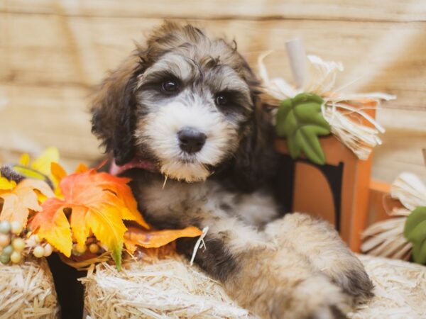 Bernedoodle 2nd Generation DOG Female Sable Tri 15442 Petland Wichita, Kansas