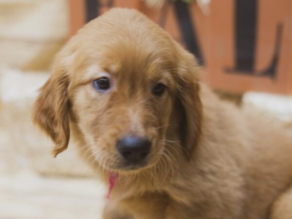 Golden Retriever DOG Female Red 15441 Petland Wichita, Kansas