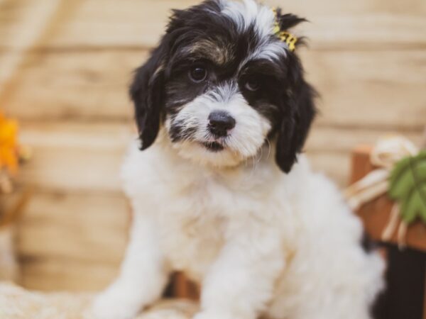 2nd Gen. Cockapoo DOG Female Tri Color 15450 Petland Wichita, Kansas