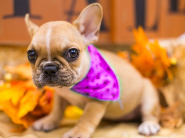 French Bulldog DOG Female Fawn & White 15464 Petland Wichita, Kansas