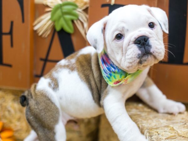 English Bulldog DOG Male Red Pibald 15465 Petland Wichita, Kansas