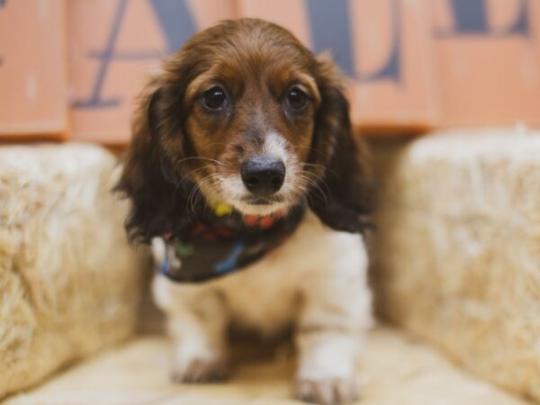 Miniature Dachshund DOG Male Long Haired Red Pibald 15490 Petland Wichita, Kansas