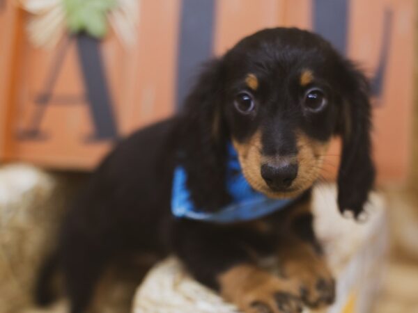 Miniature Dachshund DOG Male Long Haired Black & Tan 15488 Petland Wichita, Kansas