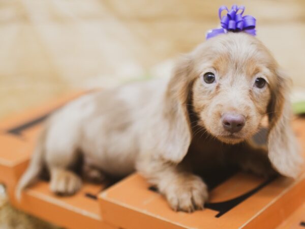 Miniature Dachshund DOG Female Long Haired Isabella Dapple 15486 Petland Wichita, Kansas