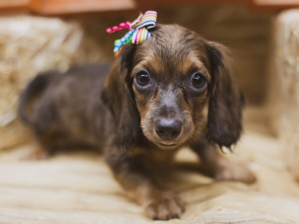 Miniature Dachshund DOG Female Long Haired Blue Sable 15485 Petland Wichita, Kansas