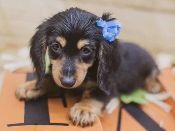 Miniature Dachshund-DOG-Female-Long Haired Black & Tan-15484-Petland Wichita, Kansas