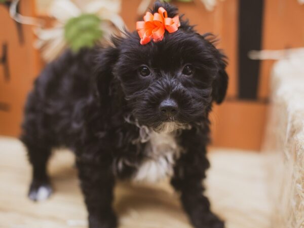 Yorkie Poo DOG Female Black 15483 Petland Wichita, Kansas