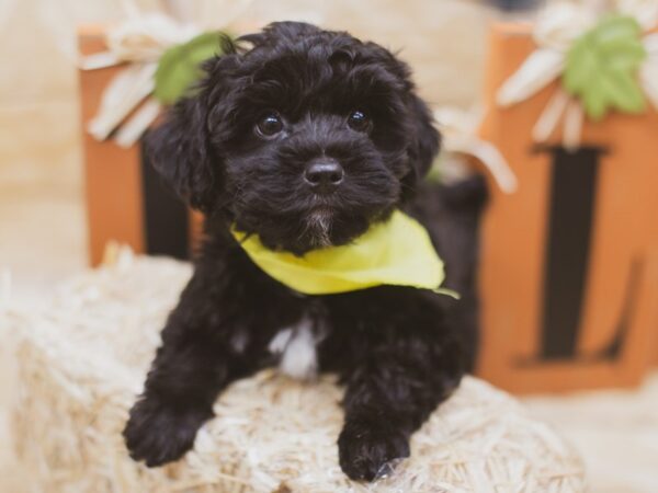 Yorkie Poo DOG Male Black 15482 Petland Wichita, Kansas