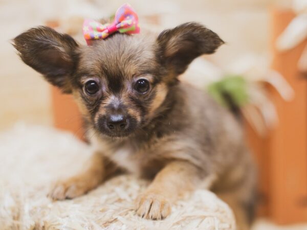 Pomchi DOG Female Sable 15478 Petland Wichita, Kansas