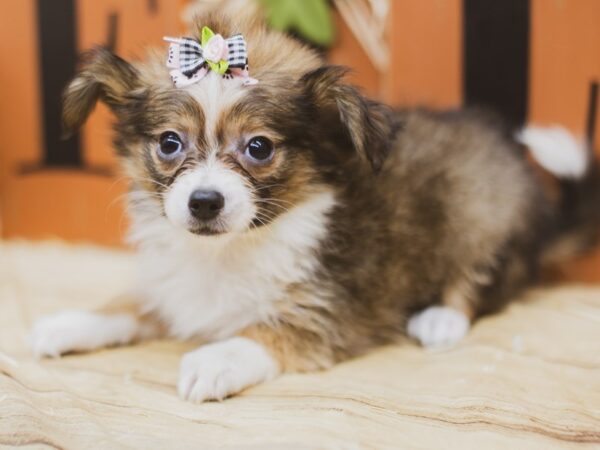 Pomchi DOG Female Sable & White 15477 Petland Wichita, Kansas