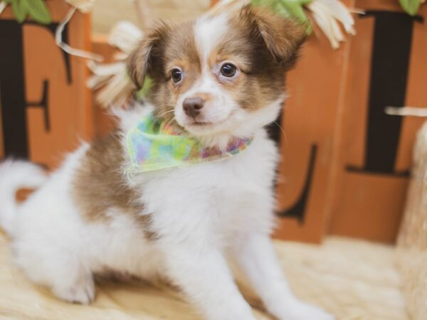 Pomchi DOG Male Red & White 15475 Petland Wichita, Kansas