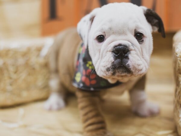 English Bulldog DOG Male Red Pibald 15474 Petland Wichita, Kansas