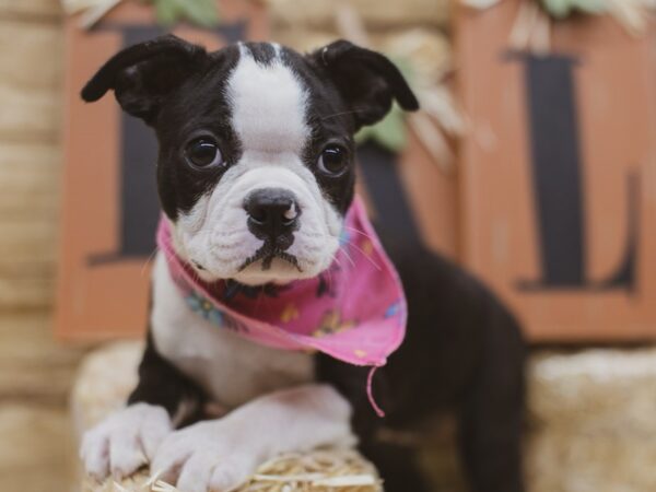 Boston Terrier DOG Female Black & White 15473 Petland Wichita, Kansas