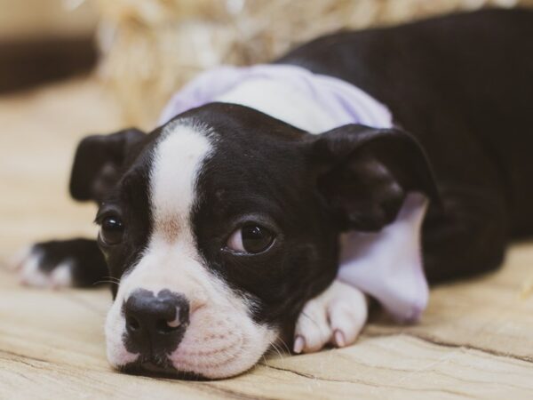 Boston Terrier DOG Female Black & White 15472 Petland Wichita, Kansas