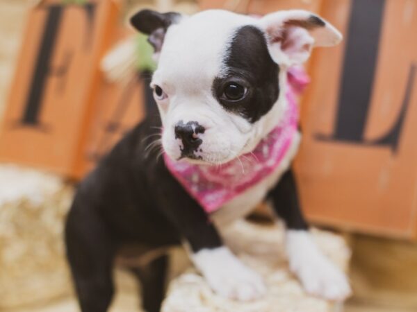 Boston Terrier DOG Female Black & White (One Blue Eye) 15471 Petland Wichita, Kansas