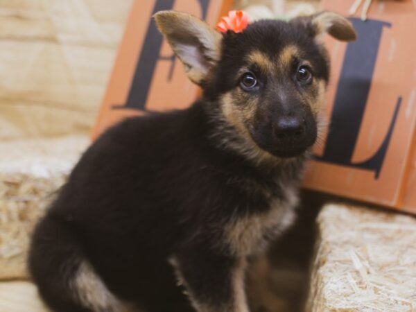 German Shepherd DOG Female Black & Gold 15470 Petland Wichita, Kansas