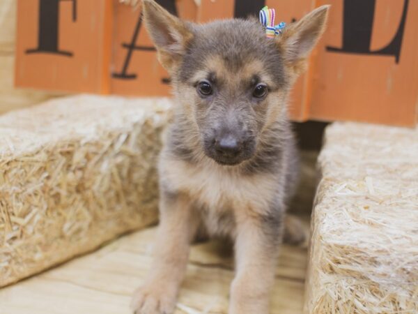 German Shepherd DOG Female Blue & Gold 15469 Petland Wichita, Kansas