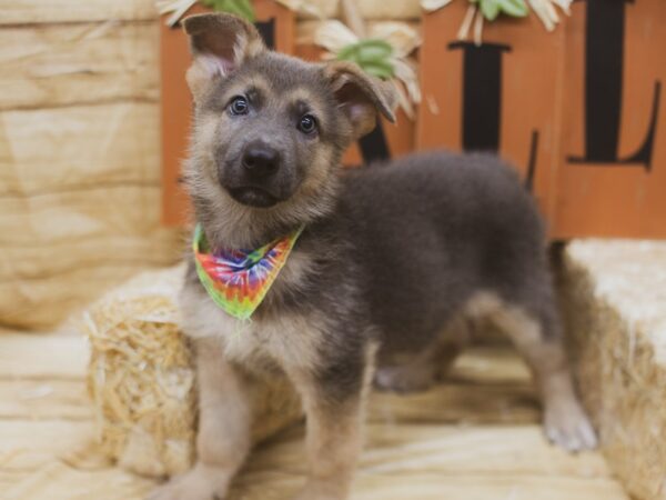 German Shepherd DOG Male Blue & Gold 15468 Petland Wichita, Kansas