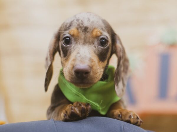 Miniature Dachshund DOG Male Red Dapple 15467 Petland Wichita, Kansas