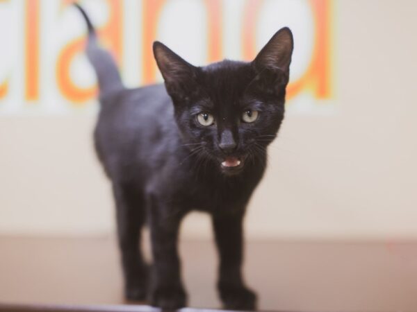 Kitten CAT Male Black 15466 Petland Wichita, Kansas