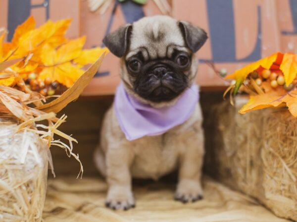 Pug DOG Female Fawn Black Mask 15511 Petland Wichita, Kansas